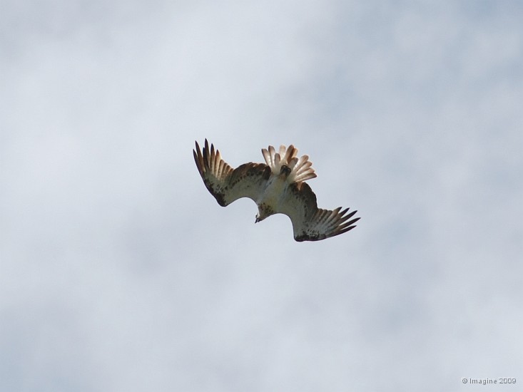 04.18- Un balbuzard en plein vol.JPG